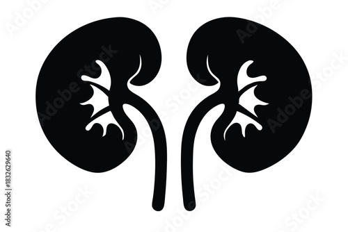Black kidney shows renal anatomy for medical study and scientific purposes