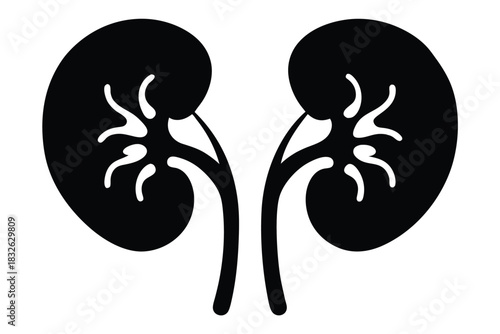The human kidneys appear in a contrasting black and white minimalist anatomical rendition