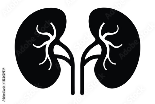 Anatomical kidneys show black and white color with artery veins detailed diagram