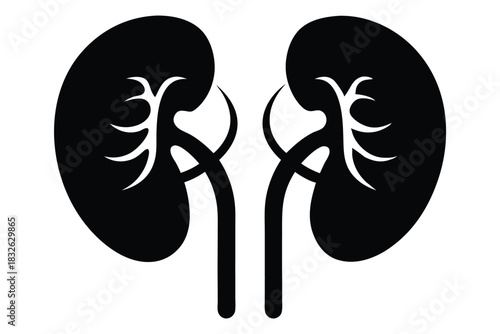 Black human kidney icon shows renal anatomy with ureter and renal pelvis