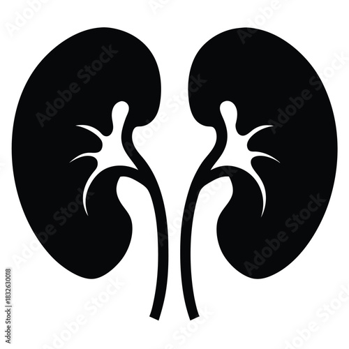Simple kidney illustration shows human anatomical form and structure with precise black detail
