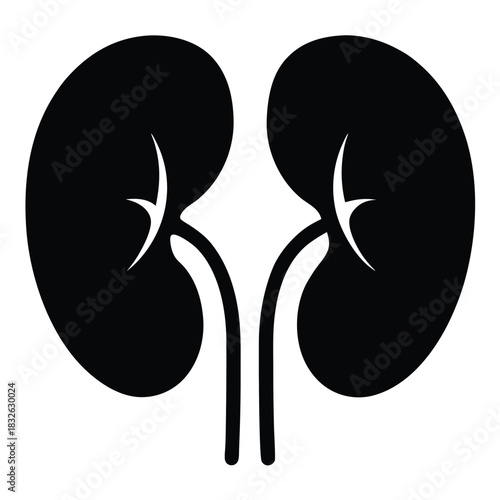 Black human kidney organs with ureters create a bold silhouette, showcasing anatomical form
