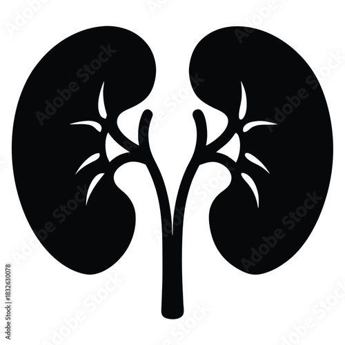 Simple kidney bean shaped organ anatomy is shown in black and white