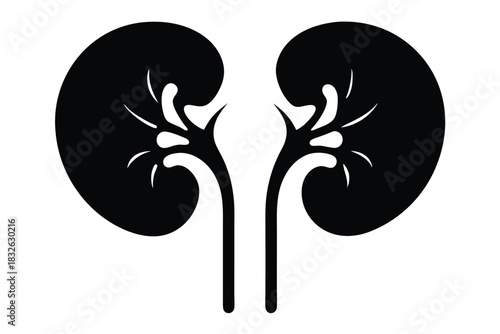 Symmetrical human kidney illustration displays its organic form in black on a white background