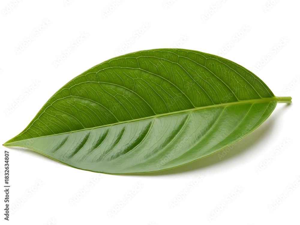 Obraz premium Green Cocoa Leaf Isolated on White, Cacao Plant Foliage, Tropical Leaf Botanical Image, Fresh Cocoa Leaf