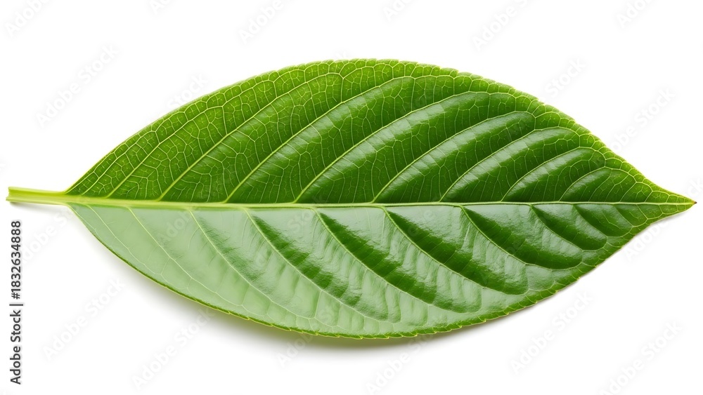 Obraz premium Green Cocoa Leaf Isolated on White, Cacao Plant Foliage, Tropical Leaf Botanical Image, Fresh Cocoa Leaf