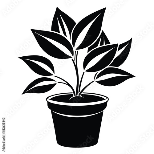 Black potted plant exhibiting lush, dense foliage against a white background creates a bold look