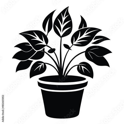 A beautiful black plant with lush leaves is elegantly displayed in a simple pot