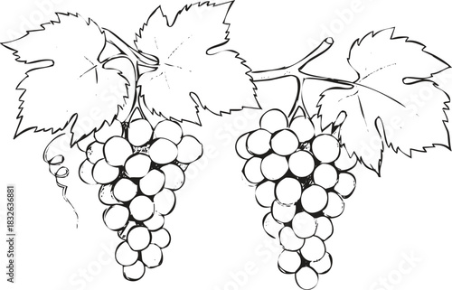 Hand-Drawn Grape Bunch Line Art Botanical Illustration
