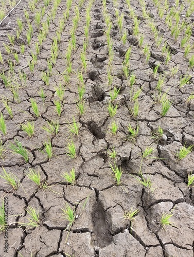 a rice field suffering from severe drought. The ground is heavily parched and cracked, and the young rice plants appear thin and stressed due to a critical lack of water