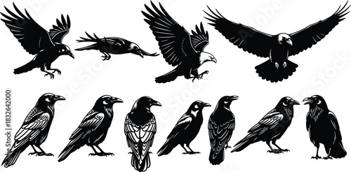 Corvid and Raptor Silhouette Vector Set: Dynamic Black and White Illustrations of Crows, Ravens, and Eagles F