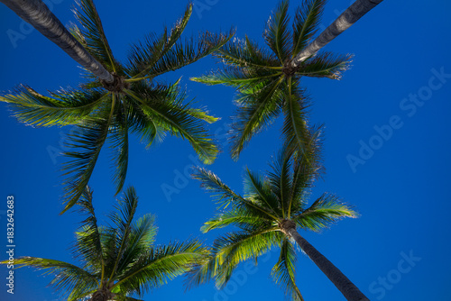 Wallpaper Mural Tropical background. Green tropical palm texture. Palms leaf pattern. Nature tropical background. Summer background. Palm tree on blue sky. Tropical paradise. Exotic palm nature background. Torontodigital.ca