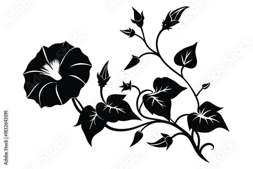 Black morning glory flower with leaves gracefully twining across a white background, presenting an elegant pattern