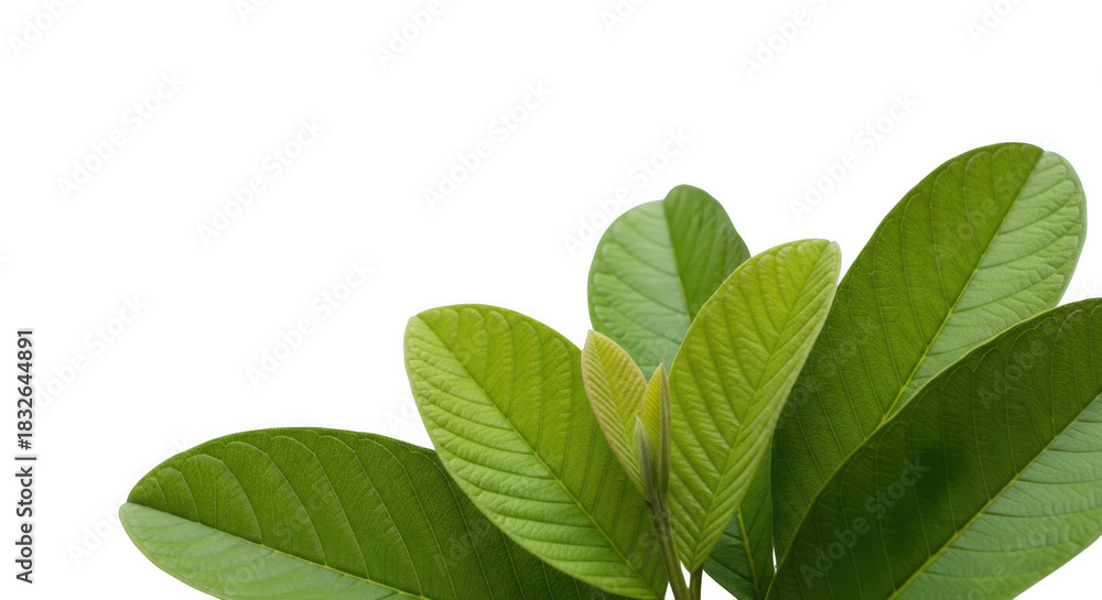 Fototapeta premium Green guava leaves isolated on transparent background