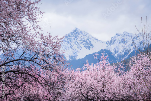 Obraz na plátně Snowcapped Peaks and Blooming Peach Blossoms in Bomi, Tibet Spring