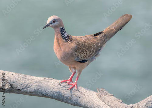 A poised, wild spotted dove (Spilopelia chinensis) on a weathered branch against a soft natural background, Australia