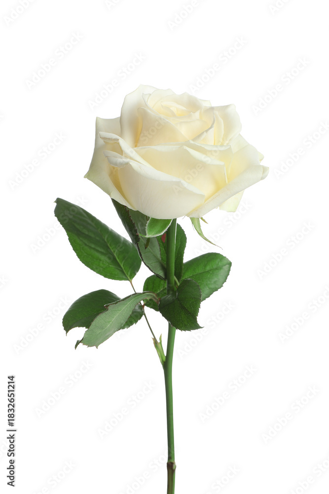 Fototapeta premium Beautiful rose flower on white background