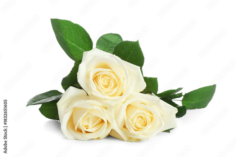 Fototapeta premium Beautiful rose flowers on white background