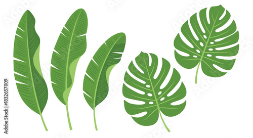 Set of vibrant green tropical leaves, including monstera and banana plant foliage, isolated on a white background for botanical designs.