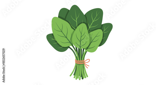 Fresh bunch of green spinach leaves tied together with a simple string, illustrated in a clean and vibrant flat vector style for healthy food concepts.