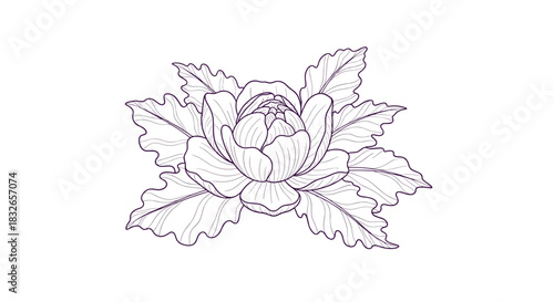 Elegant peony or cabbage rose flower with detailed leaves, beautifully rendered in a delicate and fine purple line art style.
