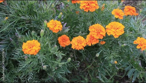 Marigold or Tagetes Erecta in a garden