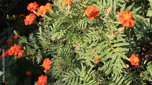 Marigold or Tagetes Erecta in a garden