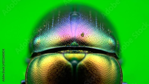 Macro Shot of a Jewel Beetles Iridescent Exoskeleton on a Green Background.