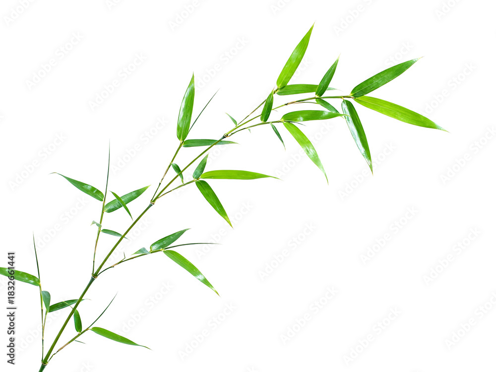 Obraz premium Green bamboo leaves on a white background