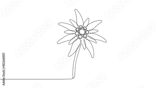 Continuous line drawing of an edelweiss flower  
