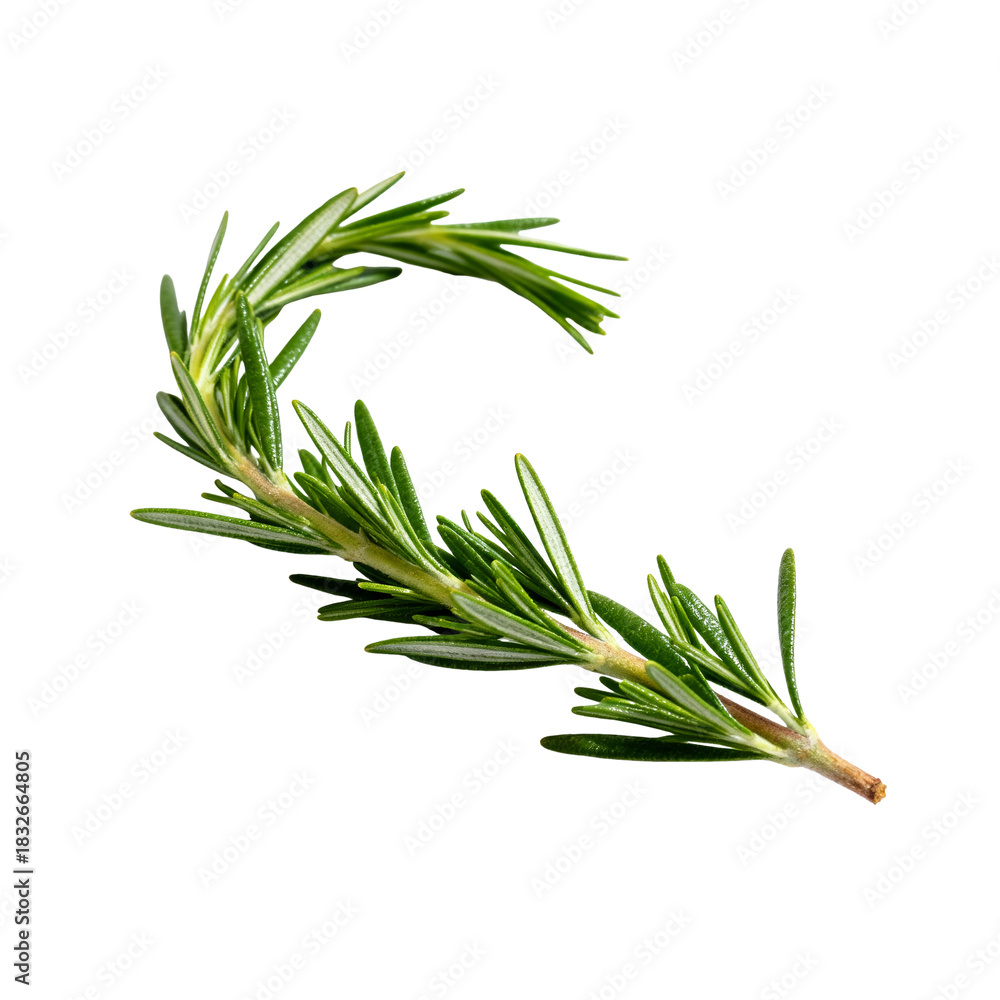 Fototapeta premium Fresh rosemary sprig isolated on white background
