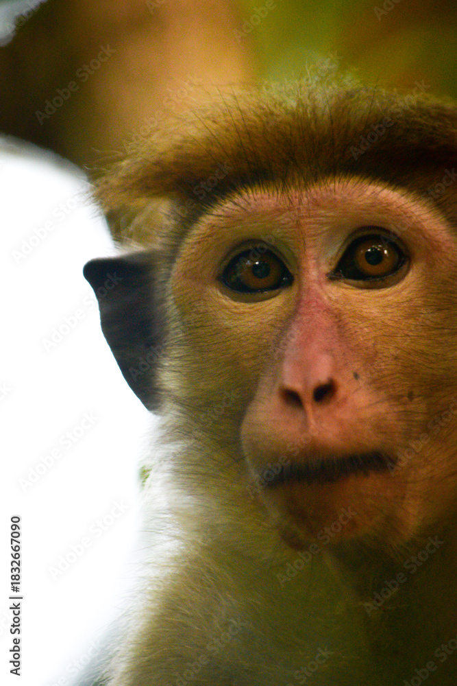 Fototapeta premium Female toque macaque