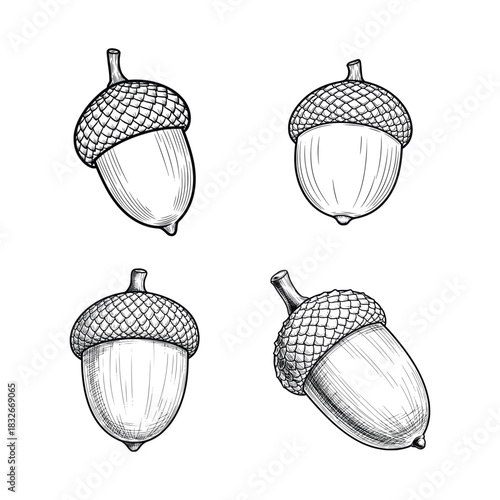 black and white hand drawn acorn vector illustration