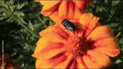  screwworm fly setting on Marigold or Tagetes Erecta in a garden