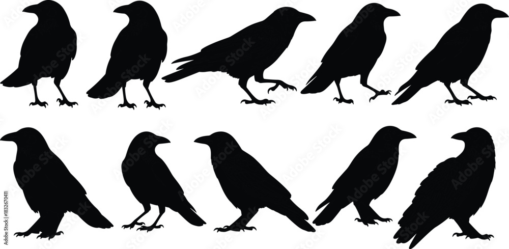 Fototapeta premium Silhouette collection of detailed crow bird poses featuring standing, walking, and perched positions for wildlife illustration, nature design, and creative vector artwork.