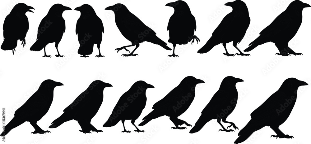 Obraz premium Silhouette collection of standing and walking crows showcasing detailed bird shapes, wildlife poses, and natural raven illustrations for creative vector design projects.