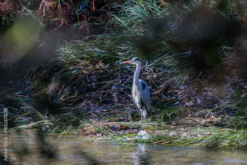 Ardea cinerea. Grey Heron on the banks of the Bernesga River, León, Spain.