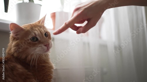 Playful ginger cat licking, biting, and touching its owner finger with a paw while sitting near a window with soft natural light, showcasing a tender moment of human-animal friendship