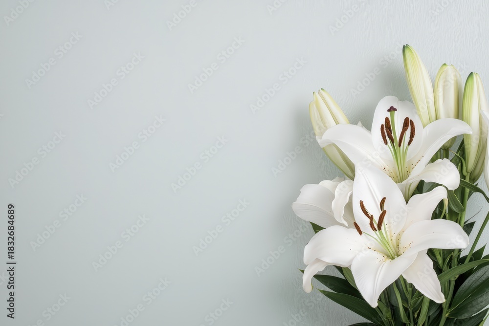Fototapeta premium Elegant white lilies in bloom with green leaves on a soft blue green background, offering space for text