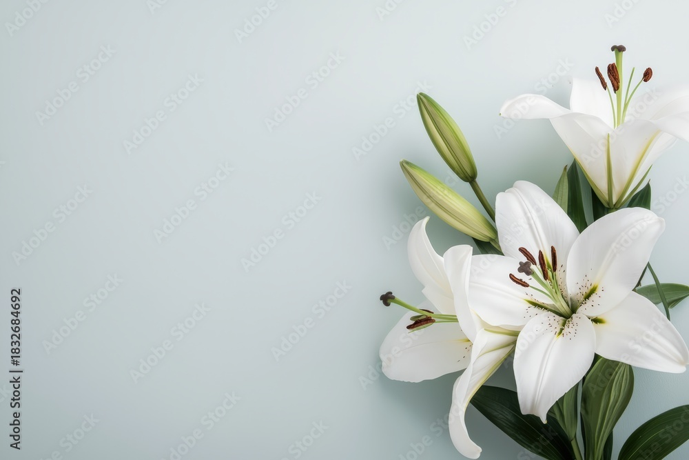 Fototapeta premium White lily flowers blooming with green buds, creating a serene floral border on a soft pastel background with ample copy space
