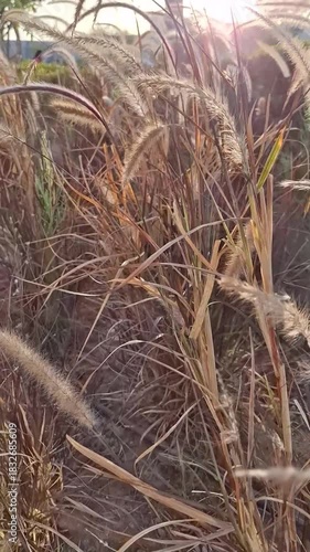 Wild Foxtail Grass at Sunset Summer Field