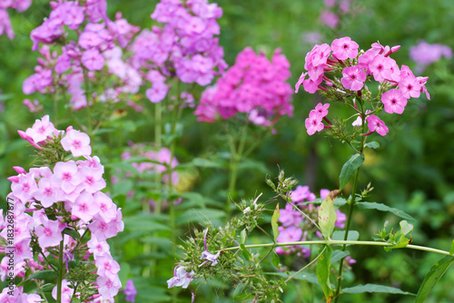 A bunch of pink flowers are in a field