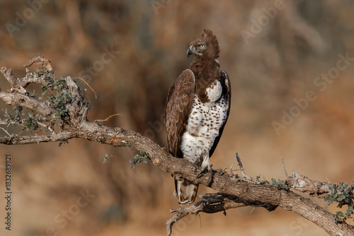 A Martial Eagle stands proud on a tree branch in the sun
