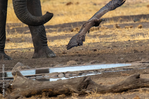 A Martial eagle glides gracefully above an elephant drinking water