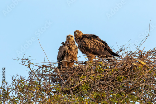 Two tawny eagles watch their surroundings from a high nest
