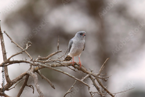 A Gabar Goshawk watches from a high branch in the Kruger Park
