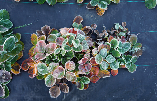 Strawberry leaves covered with frost on the agrotextiles in a cold autumn morning in the garden.