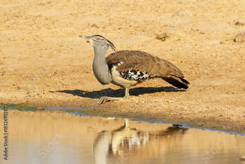 Kori bustard walks elegantly by a sunlit waterhole