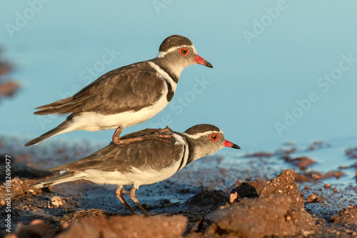 Three-banded Plovers engage in courtship ritual at dawn near water's edge