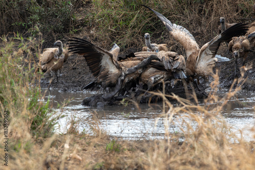 Hungry vultures gather around a water buffalo carcass in South Africa